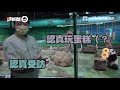 西班牙熊貓媽媽產下龍鳳胎　熊貓寶寶診療台上活潑狂扭扭｜馬德里｜寵物動物｜熊貓家族