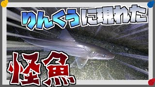 【りんくう釣り護岸】夜釣りでりんくうに釣りにいったら、とんでもない怪魚が釣れました！！(