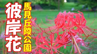 馬見丘陵公園 彼岸花が咲く