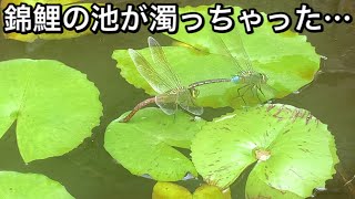 井戸水の掛け流し池濁る…。濾過ボックス入れてから1夜開けてどうなった？