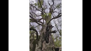 12月の大山祇神社。もっと紅葉しているかと思っていましたが暖かいのかいまひとつでした