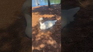 Trumpeter Swan Shaking His Head 🦢✨ Orlando, Florida #Swan #Shorts #Birds #BirdVideos #BirdWatching