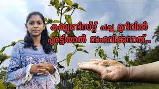 കമ്മ്യൂണിസ്റ്റ് പച്ച മുറിവുണക്കുമോ? | Wound Healing Plant | Marunnu