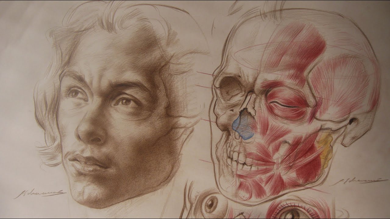 Actualizar Más De 80 Dibujo Anatomia Artistica Muy Caliente - Camera.edu.vn