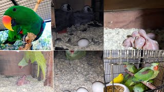 ECLECTUS PARROT AFRICAN GRAY RAW RINGNECK PARROTS SMALL SETUP VISIT