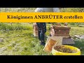 Königinnen vermehren Teil 1 - Anbrüter / Starter bilden - Sammelbrutableger