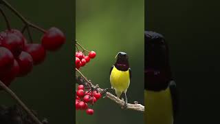 Purple Ramped Sunbird #birds#wildlifephotoghraphy #nature #wildlife #animals#shortsfeed #shortvideo