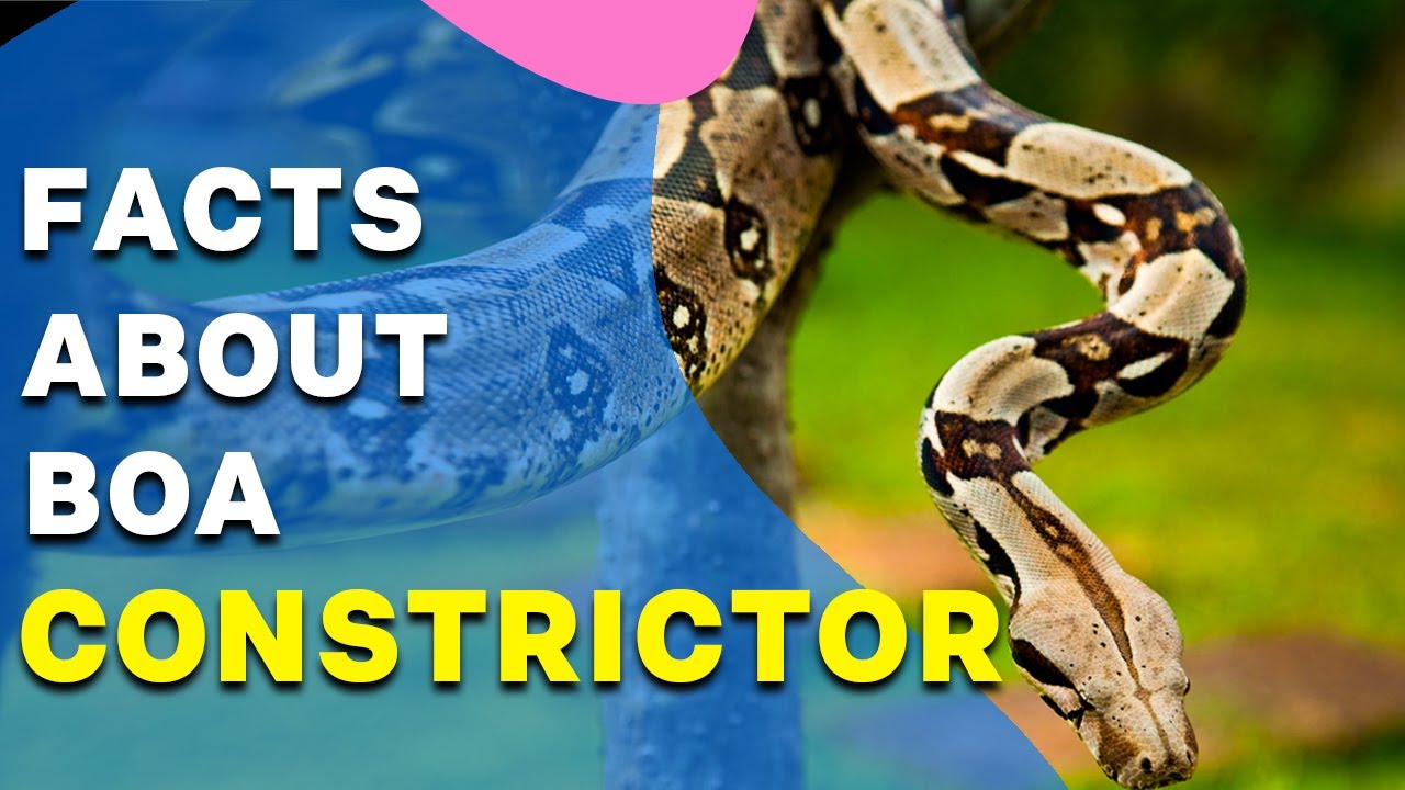 Interesting Boa Constrictor Facts II Boa Constrictor Facts: The Red ...