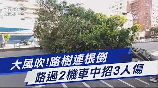 大風吹! 路樹連根倒 路過2機車中招3人傷｜TVBS新聞@TVBSNEWS01