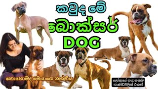 Boxer බල්ලො ගැන සිංහලෙන් | Facts About Boxer Dogs | dogs video in sri lanka | dogs price