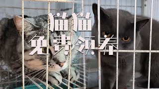 |盤錦流浪動物救助老姜||貓咪|給小貓咪找新主人了，有想要的可以找我