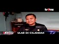 heboh ular sanca berukuran besar masuk ke permukiman warga cilandak