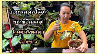 Syngonium podophyllum cares, เงินไหลมาด่างขาว ใบเผือก โรค การดูแล การแก้ไข การป้องกัน | สวนอุ่นดิน