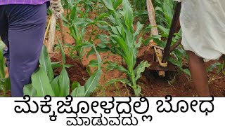 ಮೆಕ್ಕೆಜೋಳ ಬೆಳೆಯಲ್ಲಿ ಬೋದ ಮಾಡುವದು|| maize corp 🌾🌱