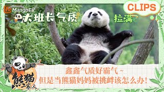 【精彩看点🐼】鑫鑫崽气质好霸气～攀爬能手战力十足！当熊猫妈妈被淘气崽崽挑衅该怎么办！｜《熊猫一家人Panda‘s Family》｜MangoTV