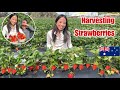 Nakabalik Ulit Kami Sa Farm|Harvesting Strawberries