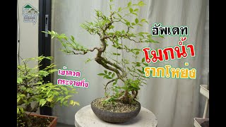 Gu Bonsai Workshop : อัพเดทโมกน้ำรากโหย่ง เข้าลวดกระจายกิ่ง