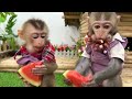 smart bim bim harvests fruit for bbq with baby monkey obi