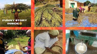 எள் அறுவடை முதல்  நல்லெண்ணெய் தயாரிப்பு வரை||Harvesting Sesame Plants \u0026 Oil Extraction Process