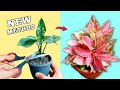 PROPAGATE Aglaonema Like A PRO☘️✂️