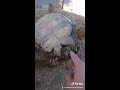 how to tell if a tortoise is male or female