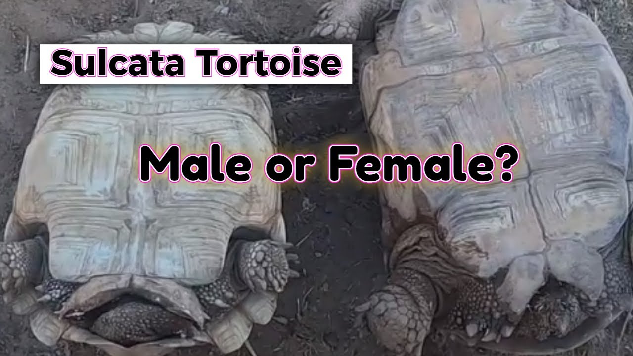 How To Tell If A Tortoise Is Male Or Female - YouTube