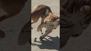 wow!! best video fake tiger prank dog