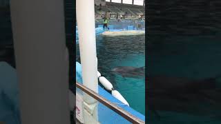 [ショート]浮き輪で遊ぶイルカ　名古屋港水族館　dolphin Nagoya port aquarium Nagoya Japan