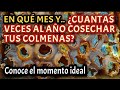 Conoce el mes ideal y cuántas veces al año puedes cosechar tus colmenas meliponas! 😉👍🏻