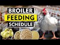 Broiler daily feed schedule chart | Day 0-43