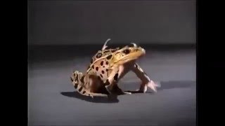 DEFORMED FROGS