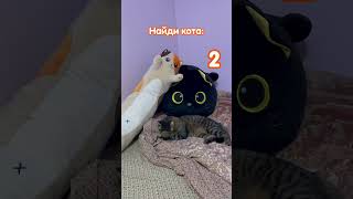 Найди кота: батон, плюша или настоящий? 🐱✨ #игрушкиантистресс #найдиКота