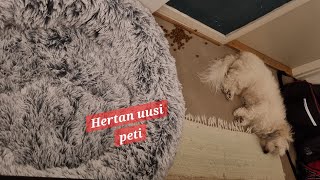 Hertta tykkää selkeesti uudesta pedistä🤭 #arkivlog #dailyvlog #cotondetulear