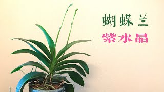 【蝴蝶兰】一棵把自己当成万代兰的蝴蝶兰🤣｜兰花｜室内花卉｜