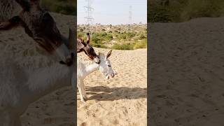 #donkey #gadha #pets #animals #youtube