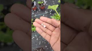 Hail Storm hits Greentgarden Right Now !!!  New York !! #viral