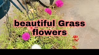 అందమైన గడ్డి పువ్వులు #grassflowers #terracegarden