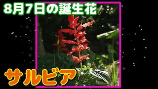 8月7日の誕生花 サルビア どんな花？あなたに送る花言葉は?