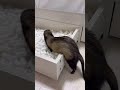 フェレットのおしりを見て癒されましょう ferret 癒し フェレット かわいい もふもふ