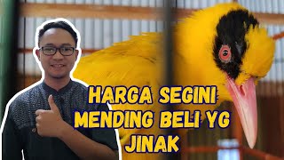 HARGA BURUNG KEPODANG OMBYOKAN SAMPAI YANG JINAK GACOR, PILIH YANG MANA?