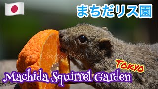 町田リス園 Machida Squirrel Garden Tokyo Japan | main sama Tupai