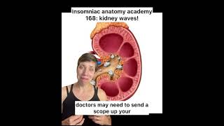 Insomniac anatomy academy 168: kidney waves! #science #anatomy #sciencefacts #bodies #medicine