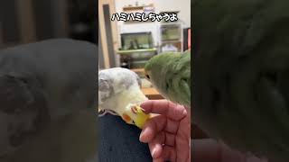 【冠羽ハミハミ】オカメに怒られるコザクラと飼い主　#オカメインコ　#コザクラインコ　#shorts