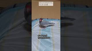 【引くチワワと負けず嫌いな文鳥】関わらないのが正解です。#chihuahua #javasparrow