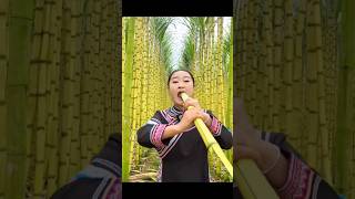 Trying Yellow Stem Sugarcane Fresh from the Farms #asmr #shorts #82