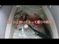 【ジギング】初海霧　１２月３日長潮釣行　japanese boat fishing　【タイラバ】