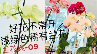 浅绿色稀有兰花珍贵品种花开不多，鲜嫩欲滴惹人爱！兰花迷09#orchard #orchardview