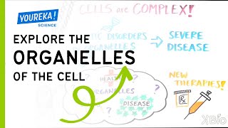 Explore the Organelles of the Cell