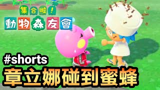 【集合啦！動物森友會】章立娜碰到蜜蜂 #shorts