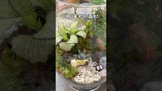 이끼다움 테라리움 원데이클래스 #terrarium